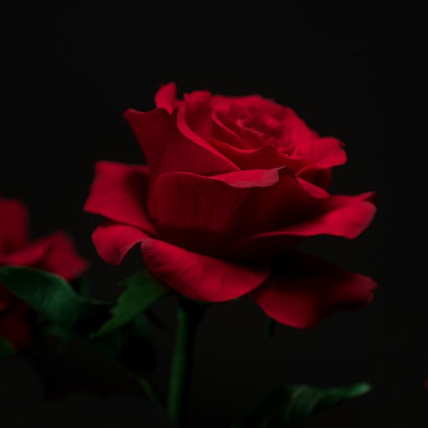 A red sugar rose